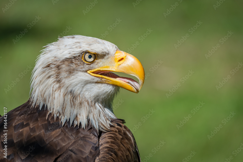 Close-up of bald eagle with open beak Close-up of bald eagle with open beak