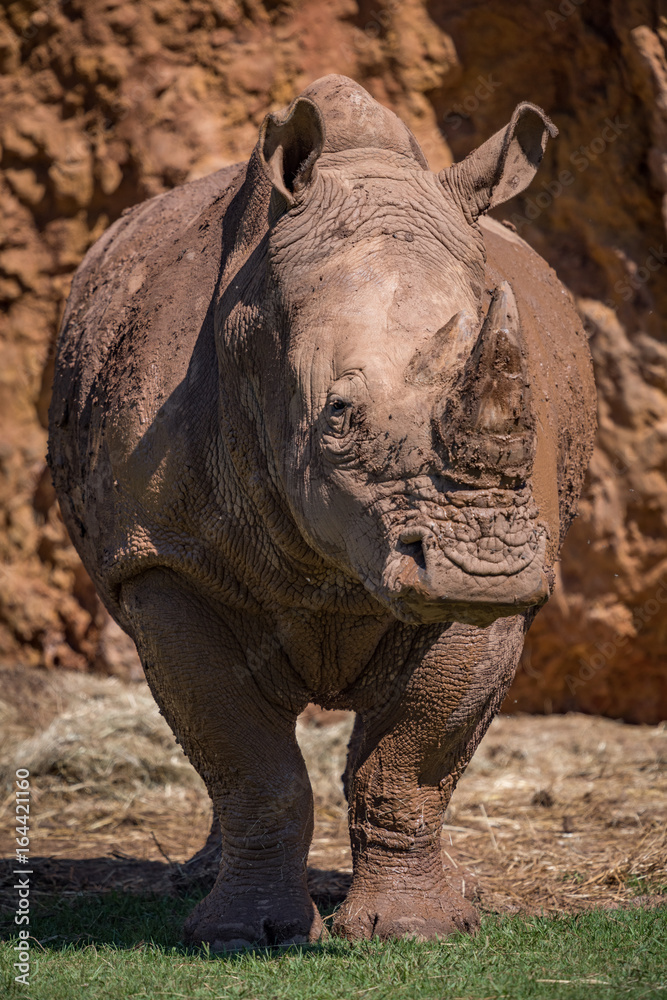 Fototapeta premium White rhinoceros standing by cliff on grass