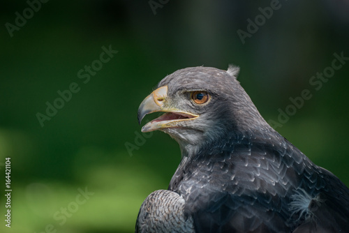 Close-up of black-chested buzzard-eagle half in sun