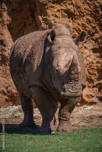 White rhinoceros standing on grass by cliff