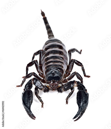 Scorpion isolated on the white background