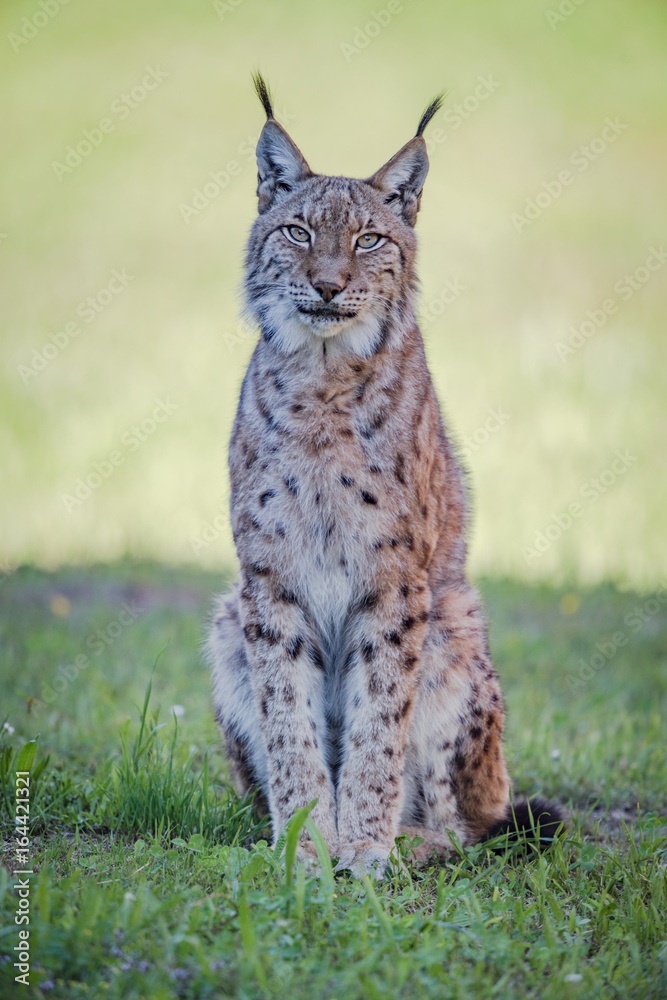 Fototapeta premium Lynx sits on grass looking at camera