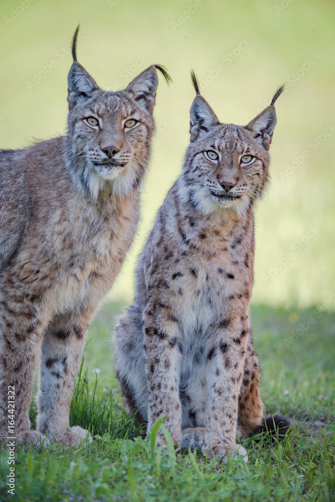 Fototapeta premium Two lynx sit leaning into the frame