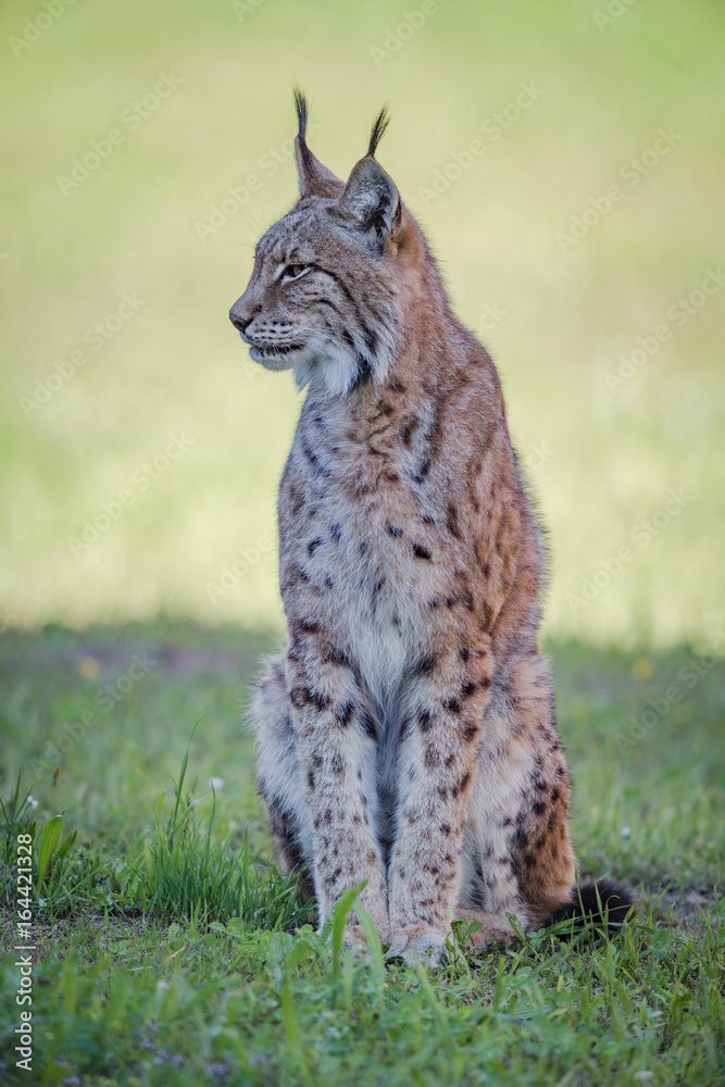 Fototapeta premium Lynx sits on shady grass looking sideways