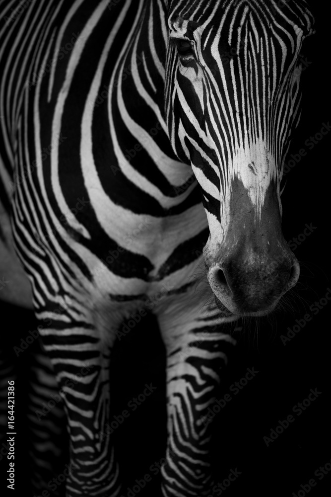 Fototapeta premium Mono close-up of Grevy zebra lowering head