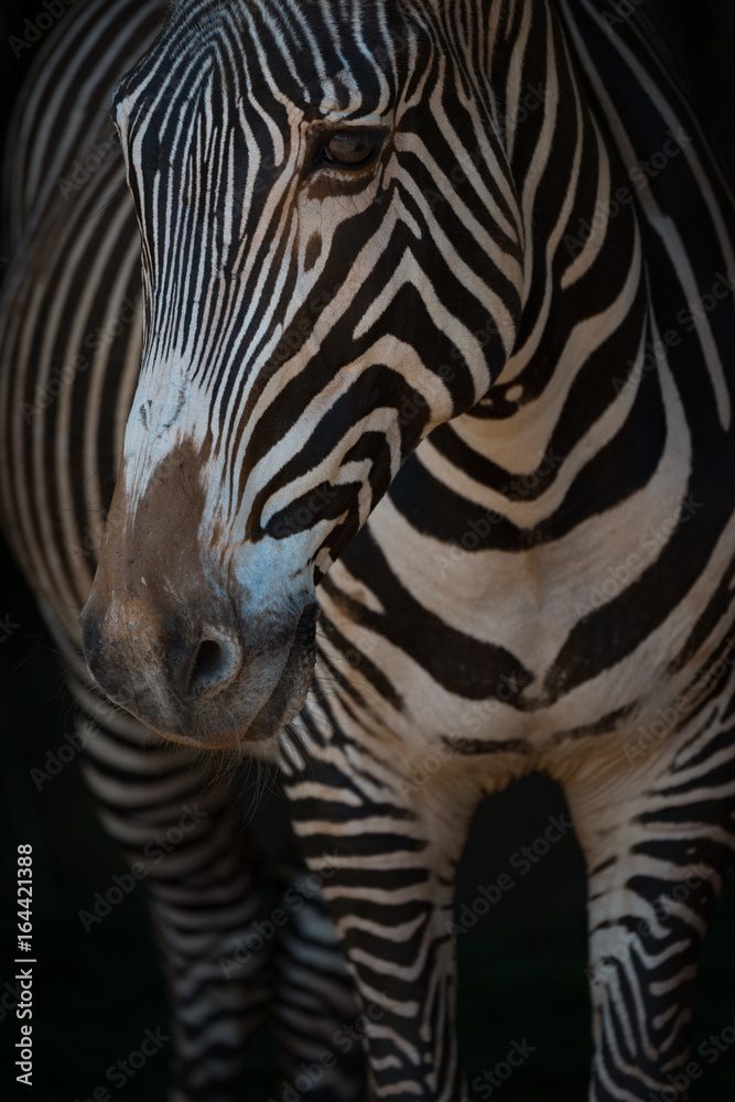 Close-up of Grevy zebra head and legs Close-up of Grevy zebra head and legs