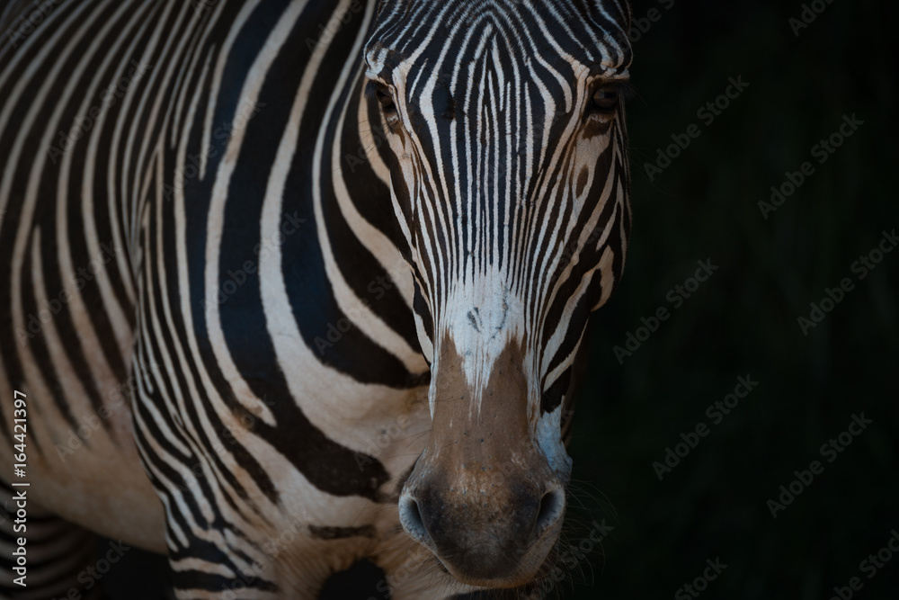 Close-up of Grevy zebra standing in blackness Close-up of Grevy zebra standing in blackness