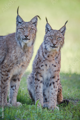 Fototapeta Naklejka Na Ścianę i Meble -  Two lynx sit leaning into the frame