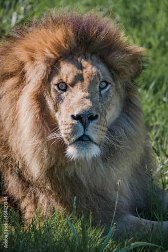 Close-up of male lion looking at camera