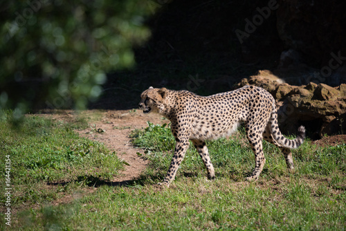 Cheetah walks across dirt path in field