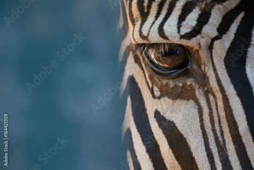 Close-up of right eye of Grevy zebra