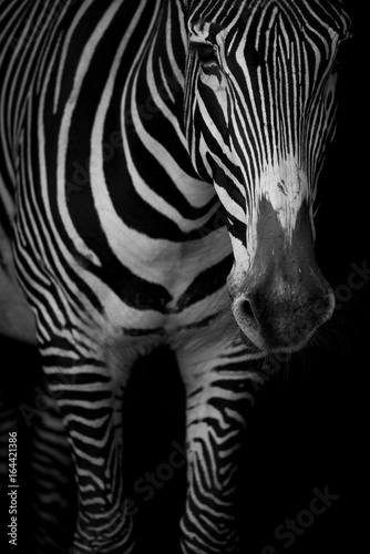 Mono close-up of Grevy zebra lowering head
