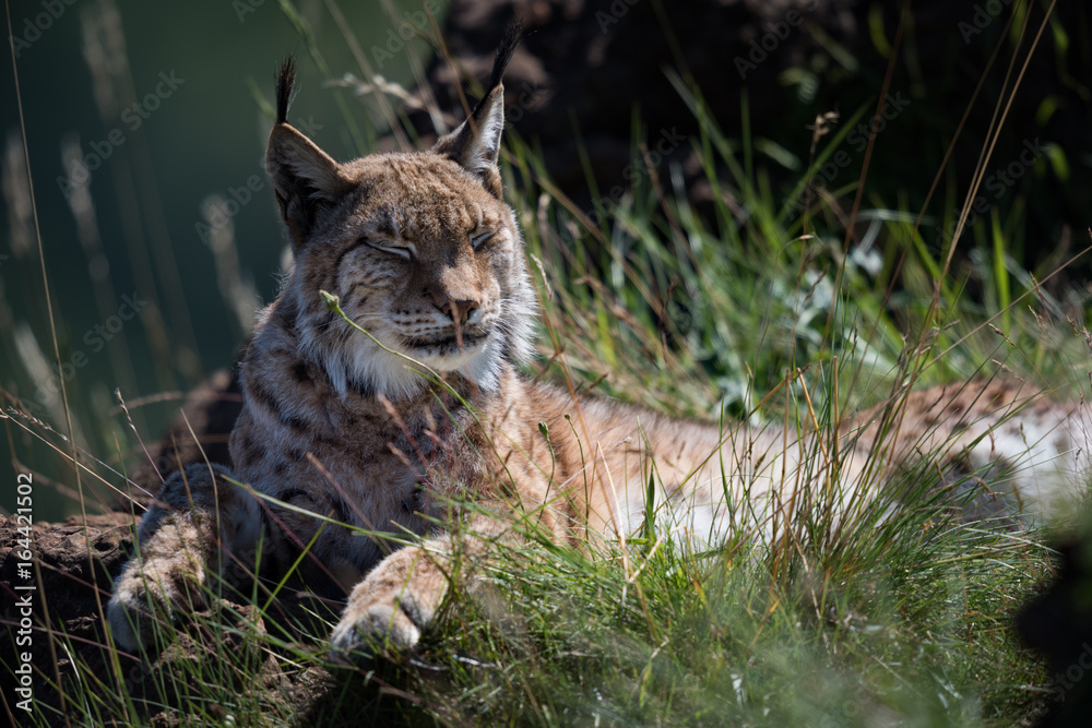 Fototapeta premium Lynx lying on grassy rock closing eyes