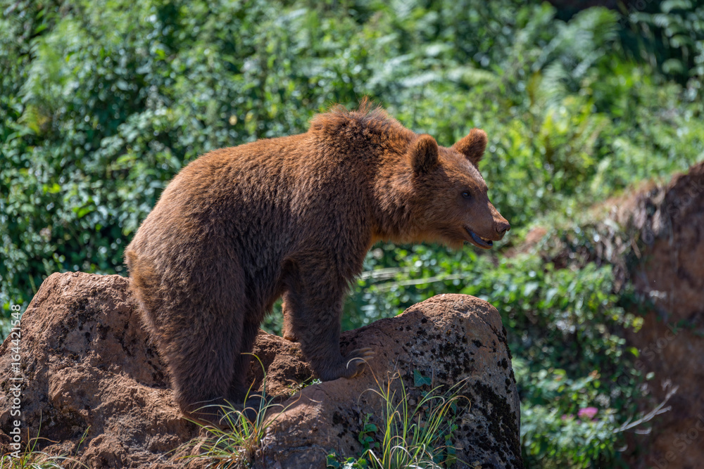Brown bear standing on rock in undergrowth Brown bear standing on rock in undergrowth