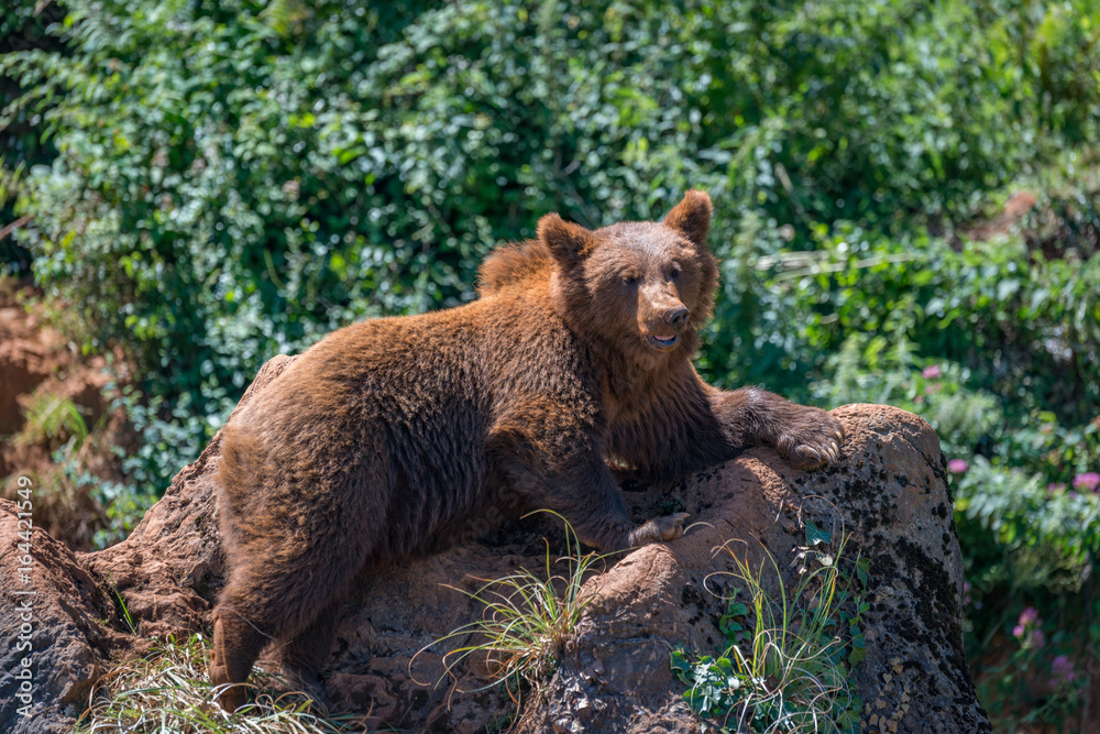 Brown bear lying on rock in undergrowth Brown bear lying on rock in undergrowth