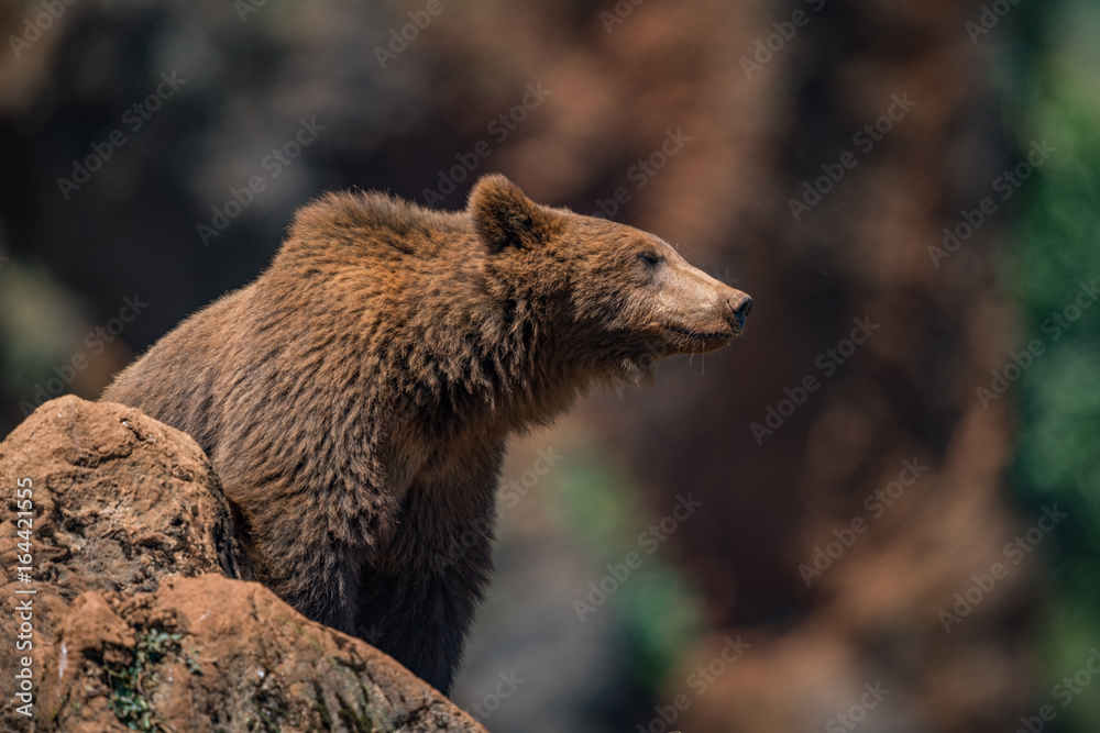 Fototapeta premium Brown bear on rock with blurred background
