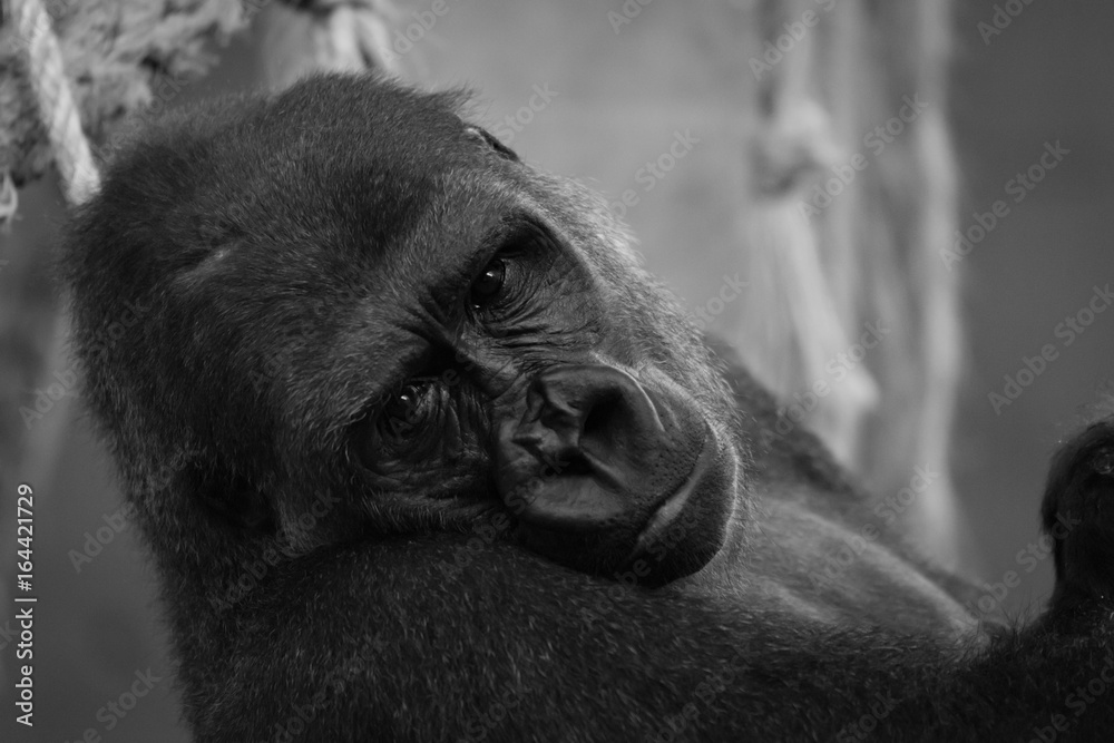 Mono close-up of gorilla head in hammock Mono close-up of gorilla head in hammock