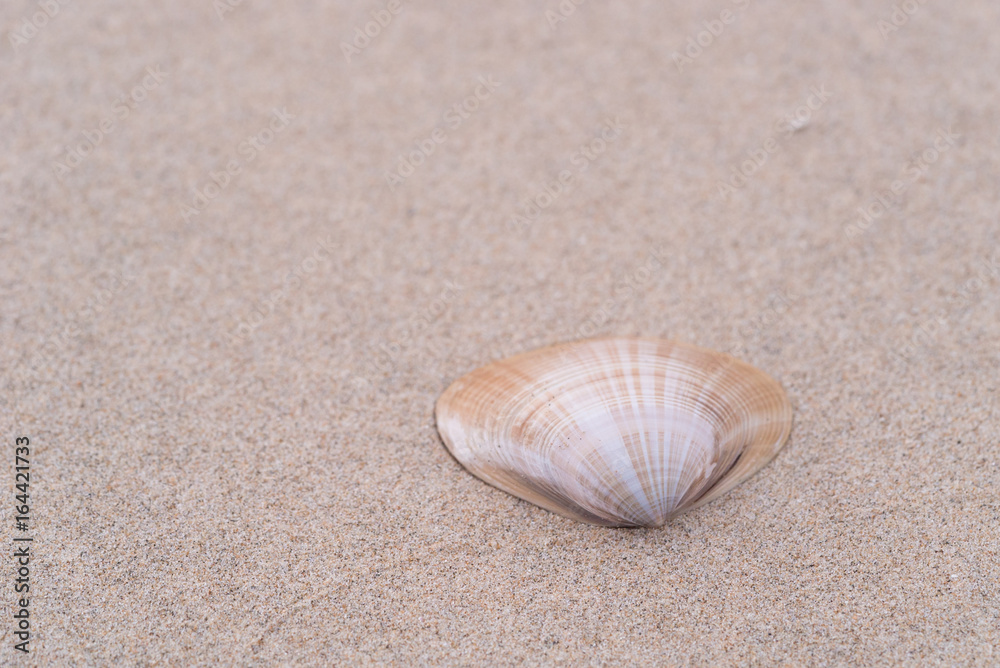 砂浜の貝殻