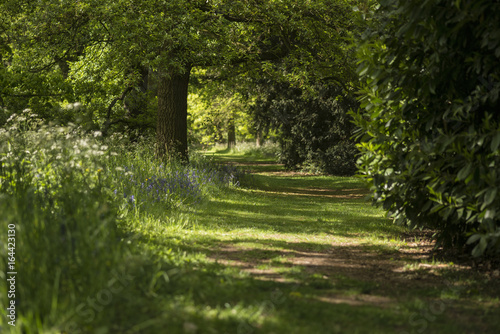 Lovely shallow depth of field fresh landscape of English forest and countryside in Spring sunshine