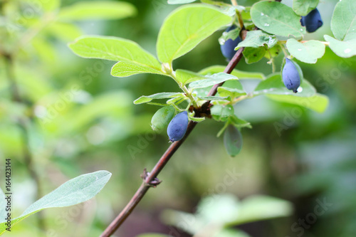 berries of a honeysuckle on a branch