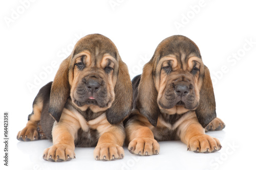 Two bloodhound puppies lying together. Isolated on white background