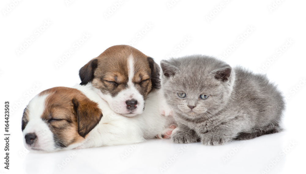 Kitten and a group of sleeping puppies Jack Russell. isolated on white background