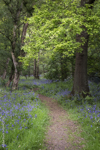 Fototapeta Naklejka Na Ścianę i Meble -  Shallow depth of field landscape of vibrant bluebell woods in Spring