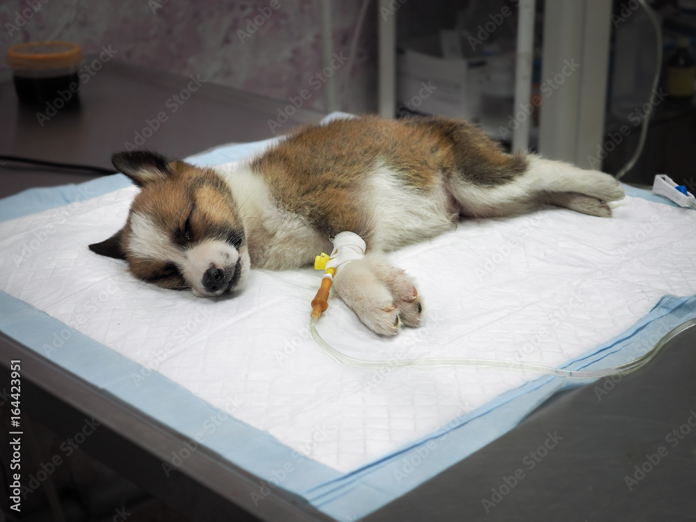Illness puppy with intravenous anything on the operating table in a veterinary clinic Illness puppy with intravenous anything on the operating table in a veterinary clinic