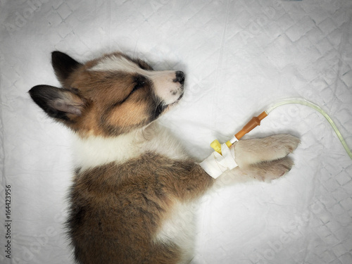 Illness puppy with intravenous anything on the operating table in a veterinary clinic photo