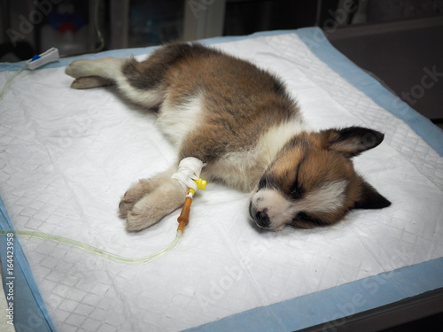 Картината върху платно Illness puppy with intravenous anything on the operating table in a veterinary c