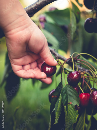 organic hand-picked cherries photo