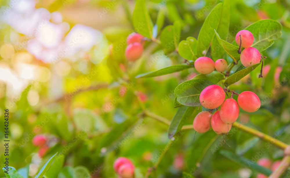 Christ's thorn fruit on tree Christ's thorn fruit on tree