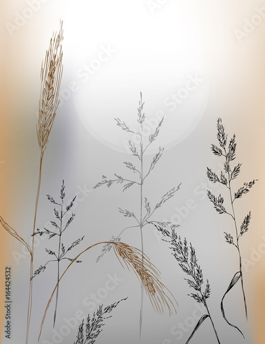 Vector image of meadow plants and wheat.