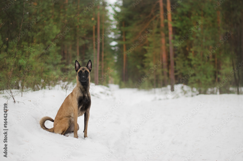 Winter forest  & malinois