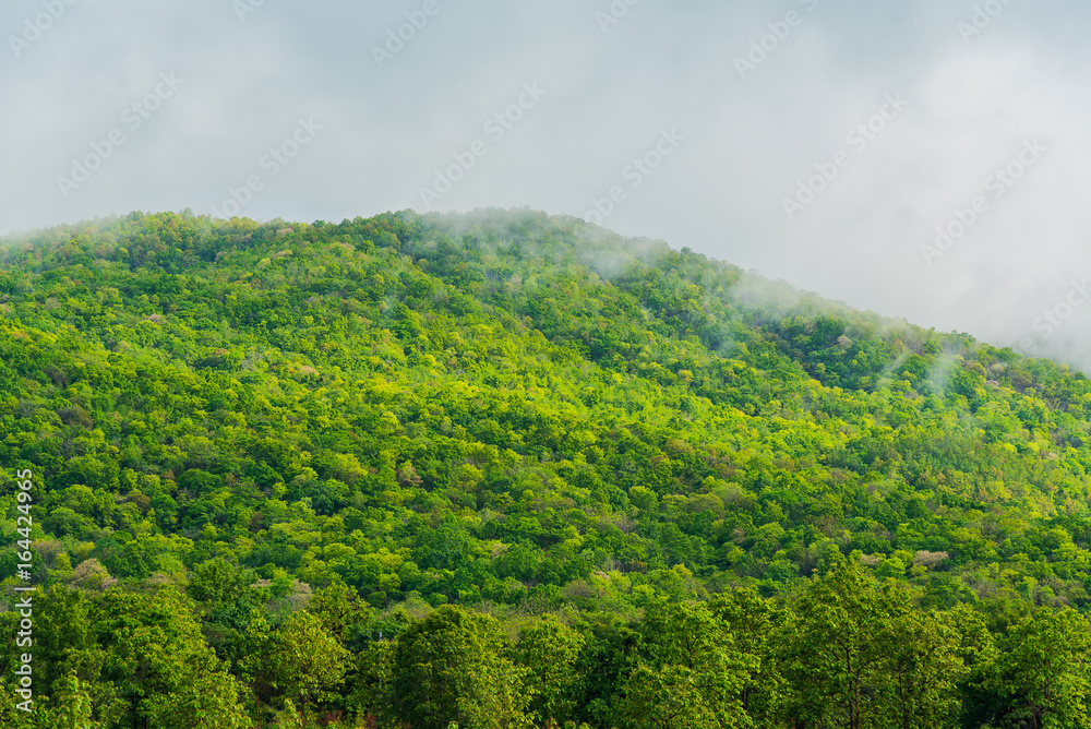 tropical green mountain forest and cloudy sky
