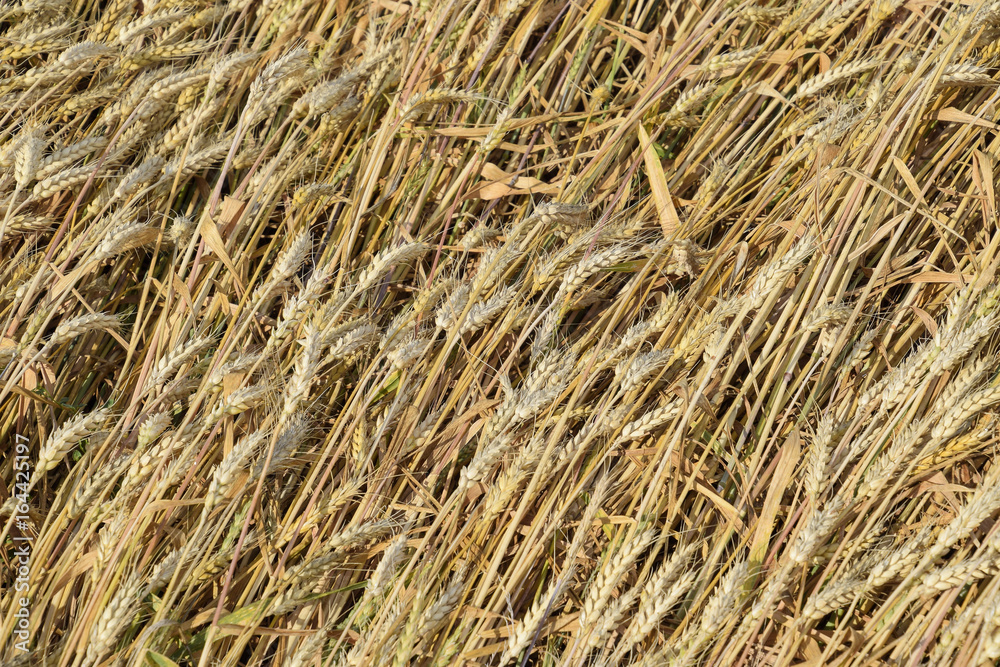 Mature wheat on the field. Spikelets of wheat. Harvest of grain.