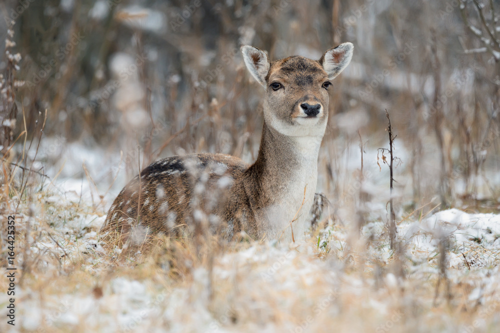 Spotted Graceful Doe, Looking At You. Fallow Deer (Dama Dama) In The Summer Color, Lies On The Snow Among The Reeds. A female European deer rests on the snow Spotted Graceful Doe, Looking At You. Fallow Deer (Dama Dama) In The Summer Color, Lies On The Snow Among The Reeds. A female European deer rests on the snow