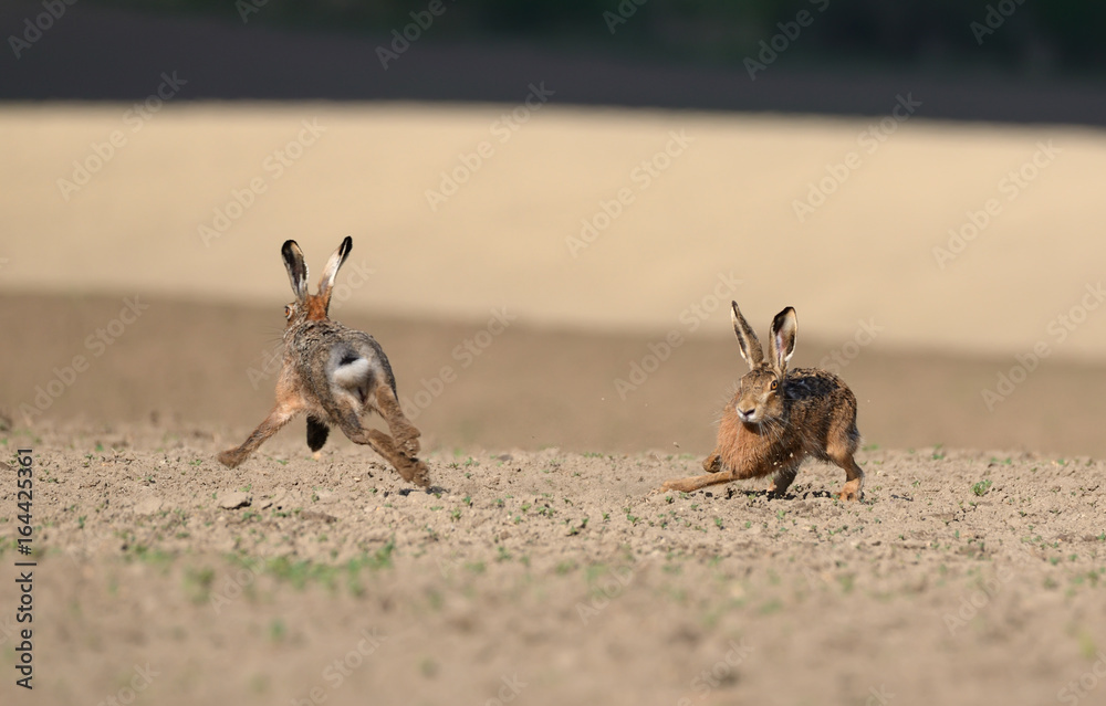 Marriage games. Two wild European hares run around the plowed field..Hare (Lepus Europaeus) in the mating season