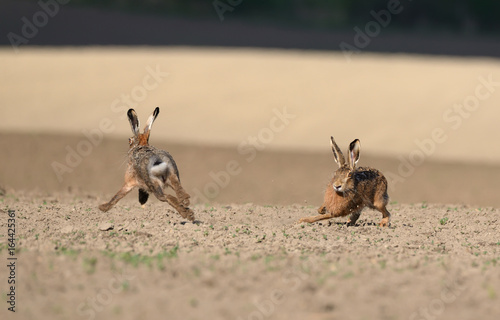 Obraz na płótnie Marriage games. Two wild European hares run around the plowed field..Hare (Lepus Europaeus) in the mating season w salonie