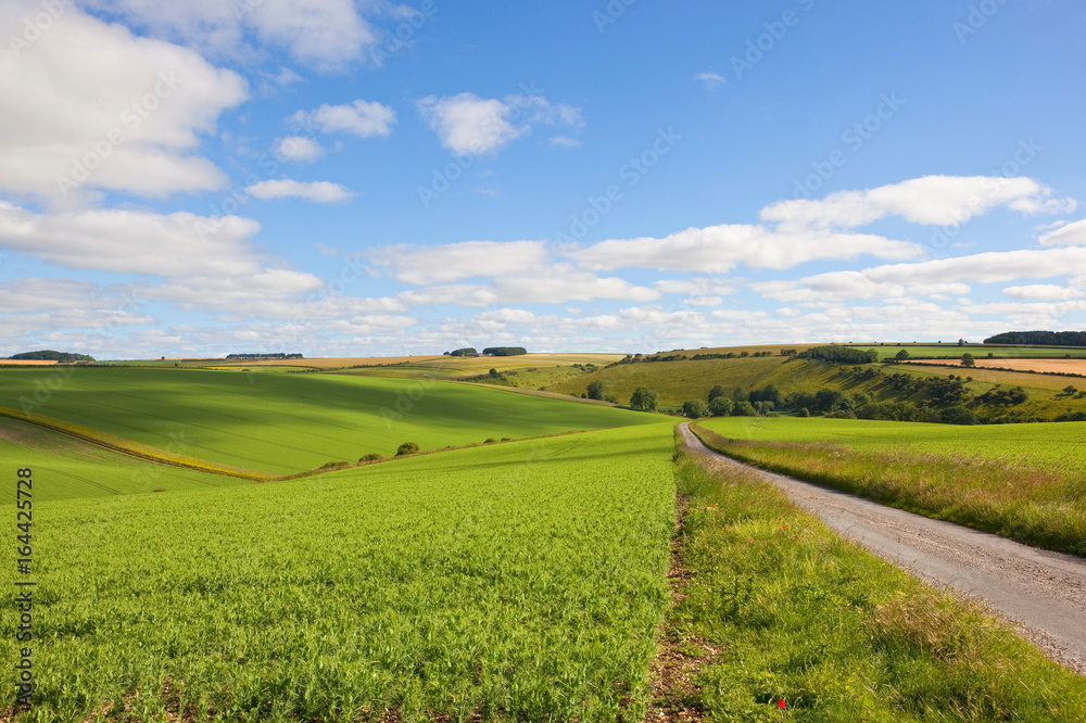A small country road through pea fields on the scenic Yorkshire wolds in summertime