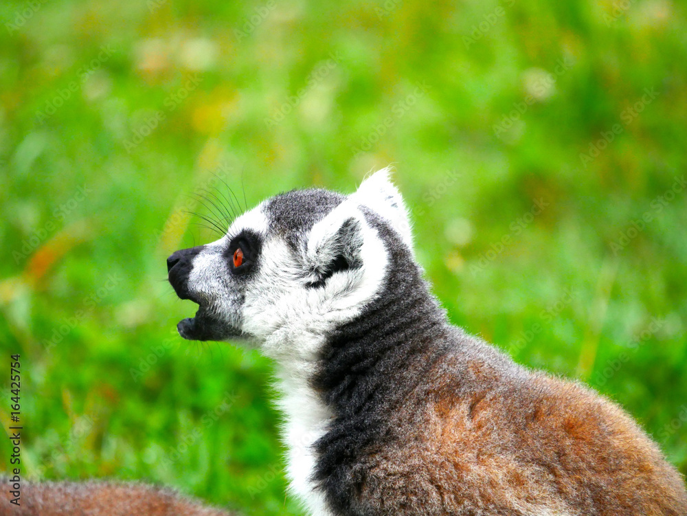 Fototapeta premium Lémur maki catta