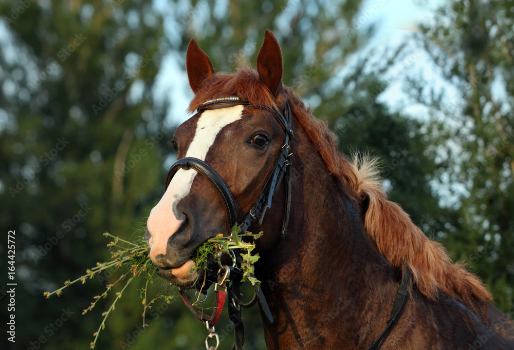 Fototapeta premium Arabian horse eating in soft green grass in the field