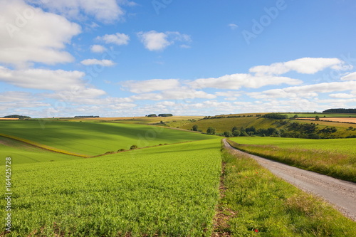 A small country road through pea fields on the scenic Yorkshire wolds in summertime