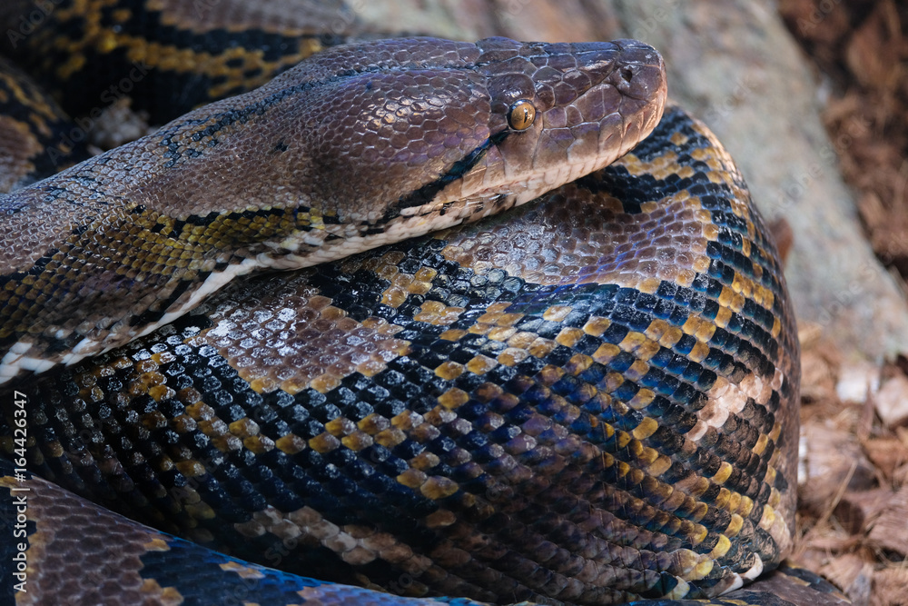 FUENGIROLA, ANDALUCIA/SPAIN - JULY 4 : Reticulated Python (Python reticulatus) in the Bioparc Fuengirola Costa del Sol Spain on July 4, 2017 FUENGIROLA, ANDALUCIA/SPAIN - JULY 4 : Reticulated Python (Python reticulatus) in the Bioparc Fuengirola Costa del Sol Spain on July 4, 2017