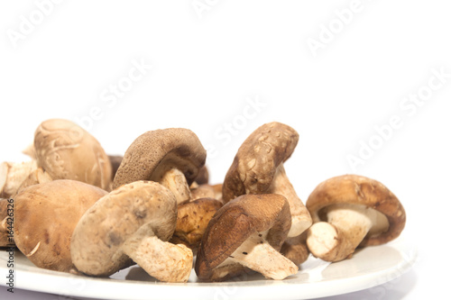 Shiitake Mushroom on white plate isolated on white
