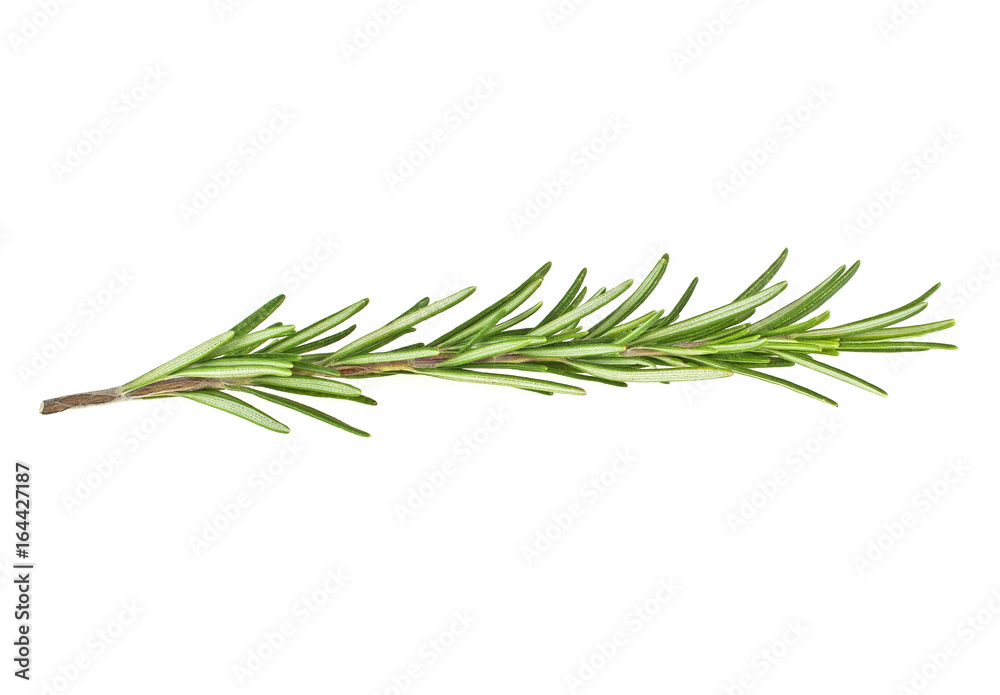 Single fresh rosemary twig isolated on white background Single fresh rosemary twig isolated on white background