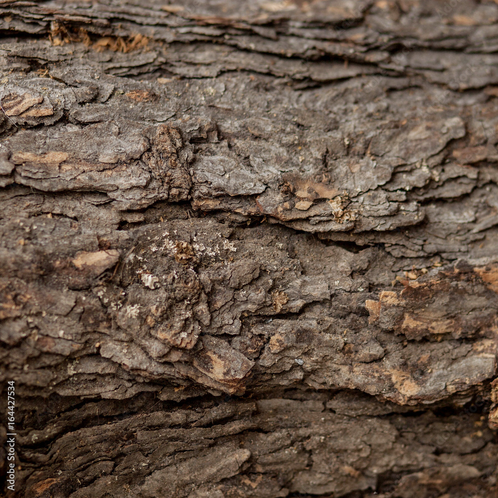 Old tree bark close-up. Background from the textured wood.