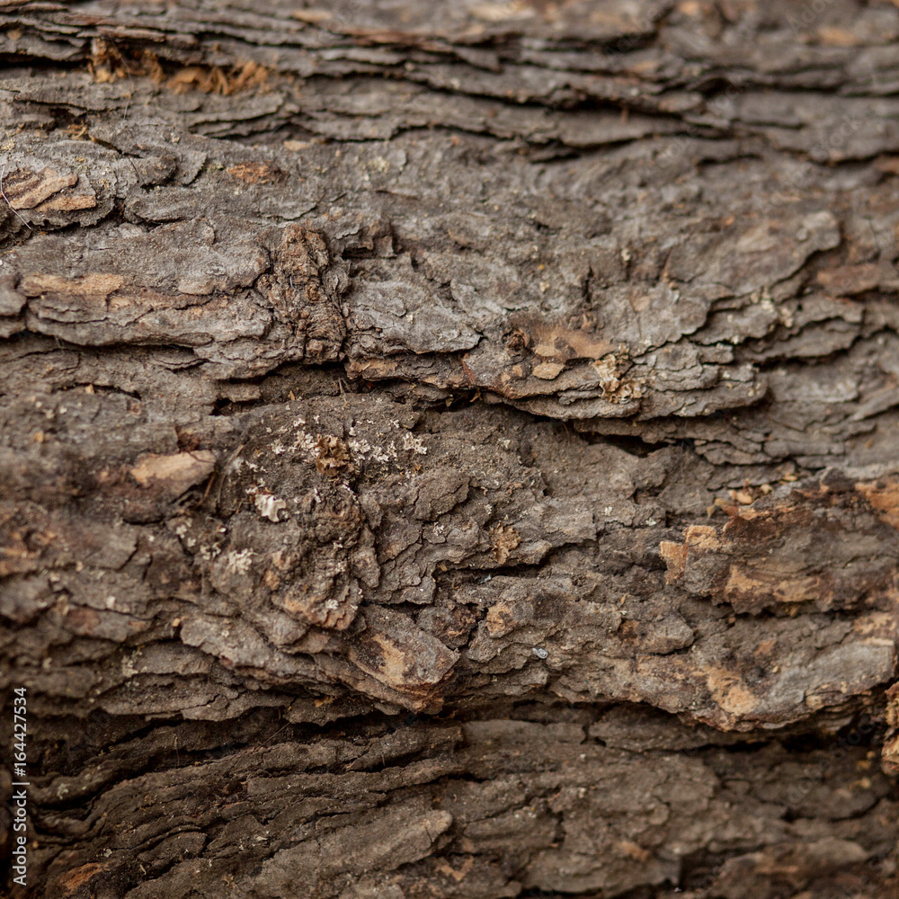 Old tree bark close-up. Background from the textured wood. Old tree bark close-up. Background from the textured wood.