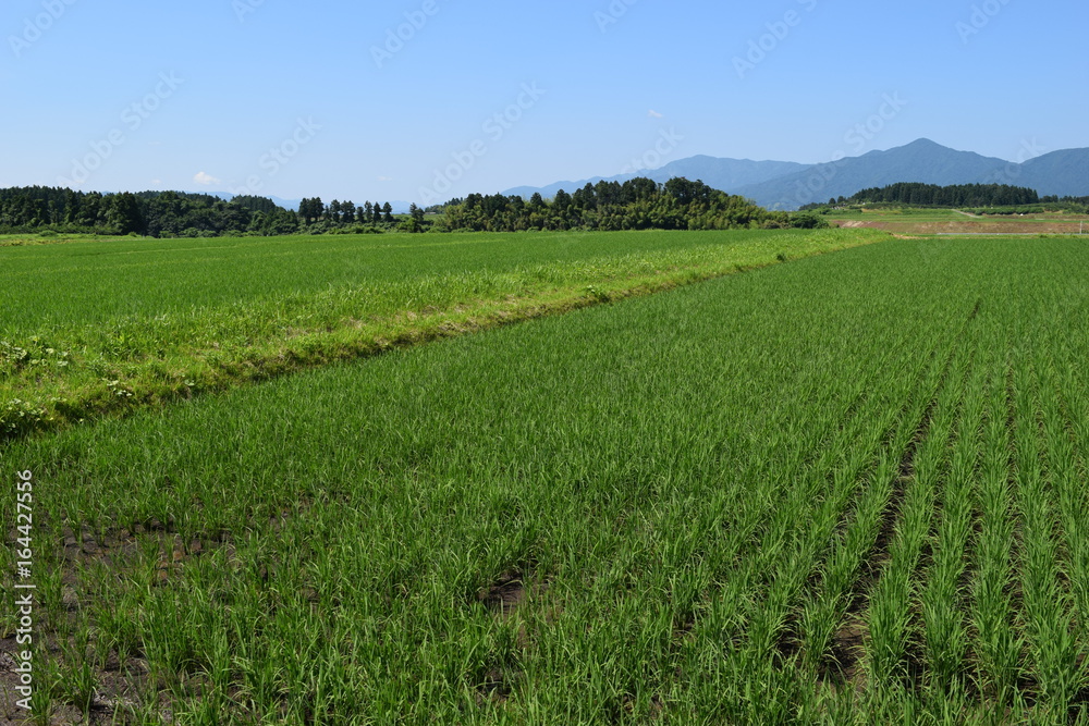 Fototapeta premium 初夏の水田