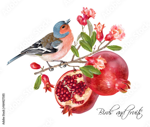 Finch pomegranate card